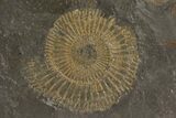 Dactylioceras Ammonite Plate - Posidonia Shale, Germany #79322-1
